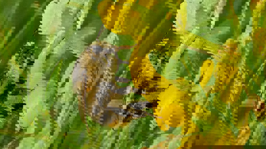 Close up of shrill carder bee on yellow flower