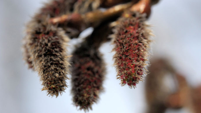Aspen catkins female