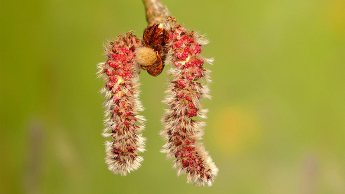 Male aspen catkins