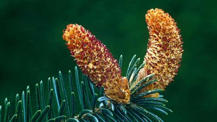 Sitka spruce cones male