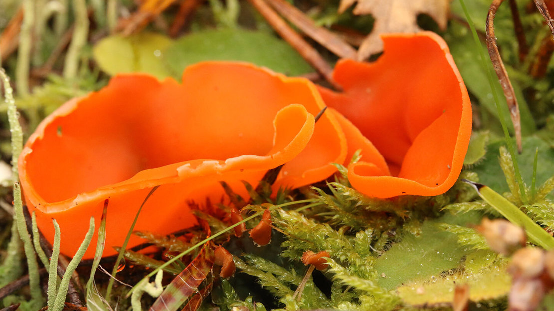 Bright orange hot lips disco fungus growing amongst moss