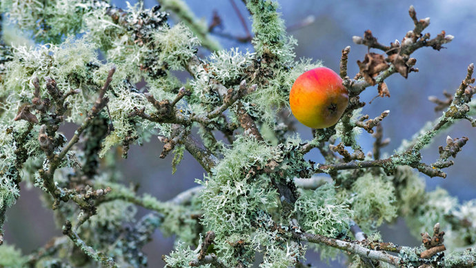 Apple growing on ancient tree covered in lichen
