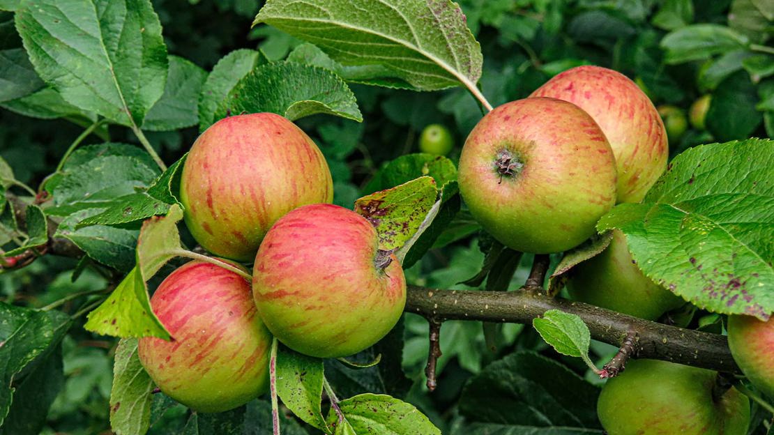 Apples on a tree branch