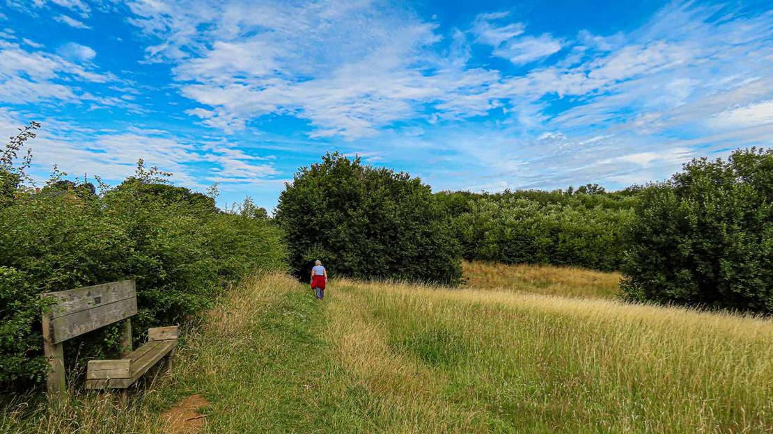 Bench in front of a hedgerow