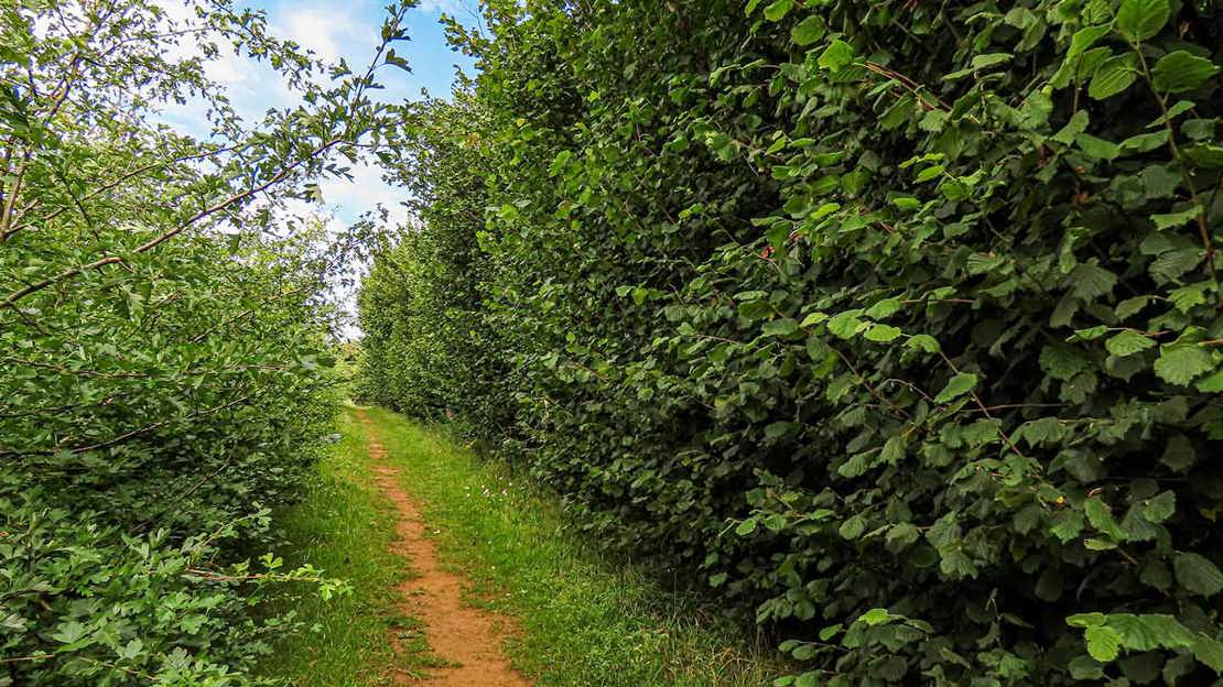 Grassy path edged by hedgerow
