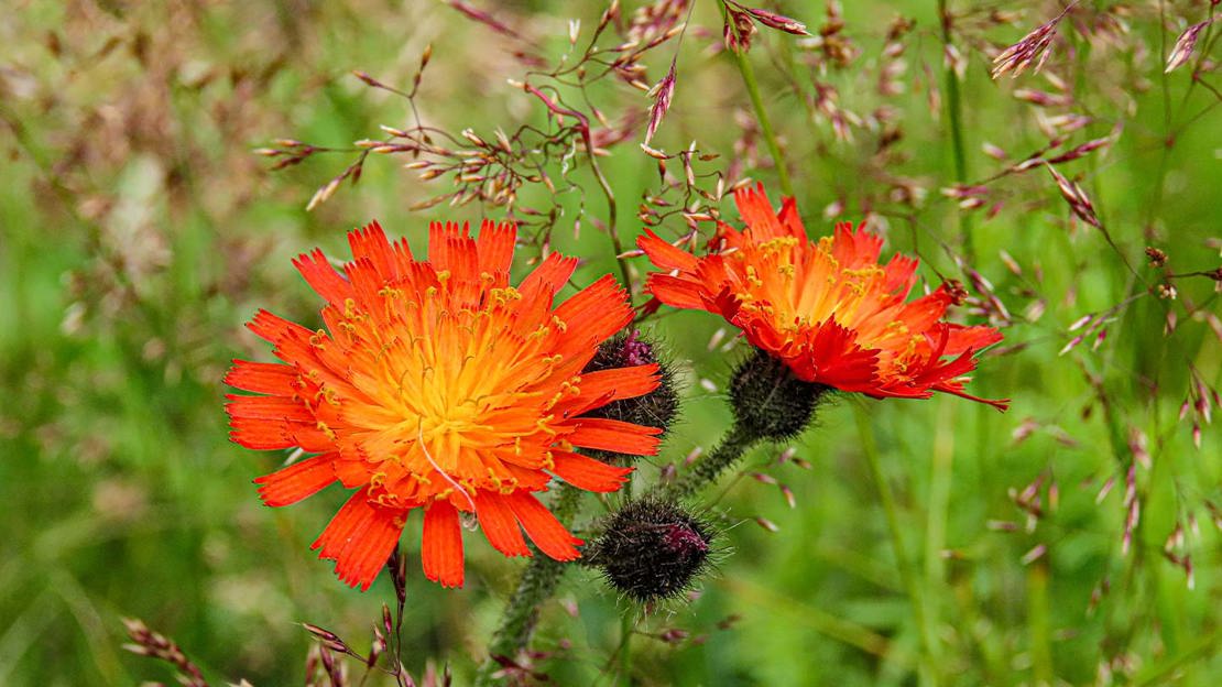Orange wild flower