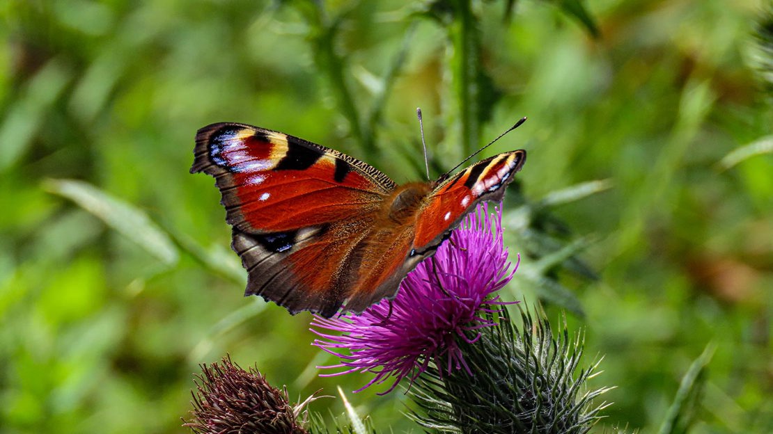 butterfly on wild flower