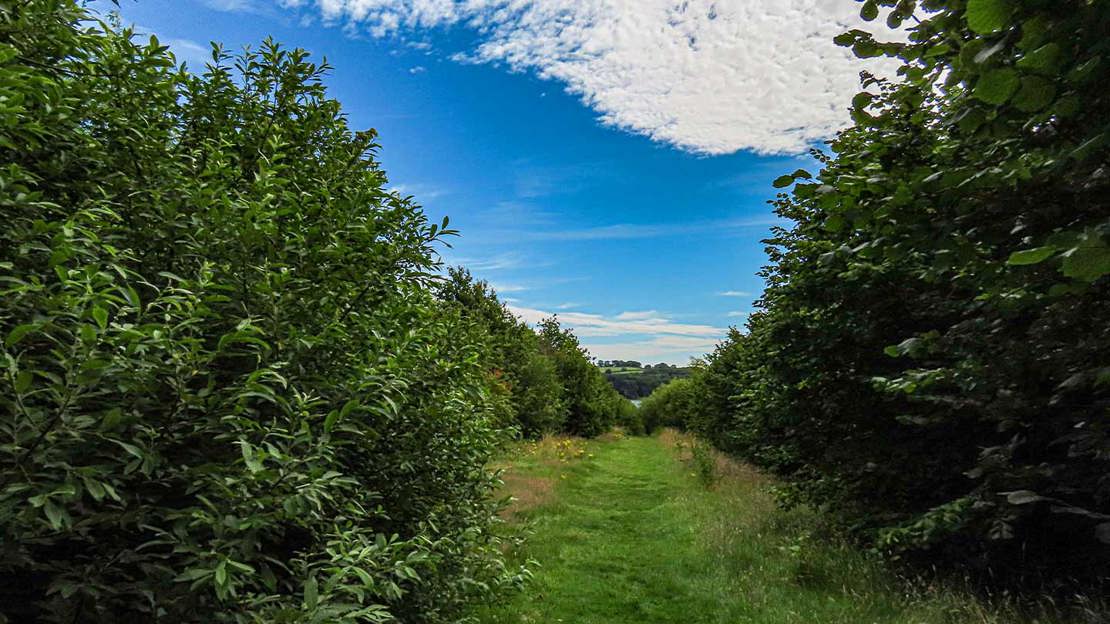 Ride with big busy shrubs