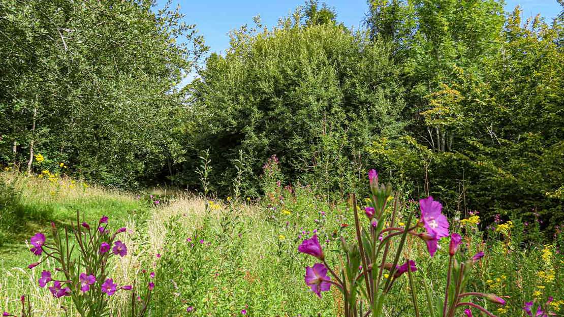 Wild flowers next to grassy path