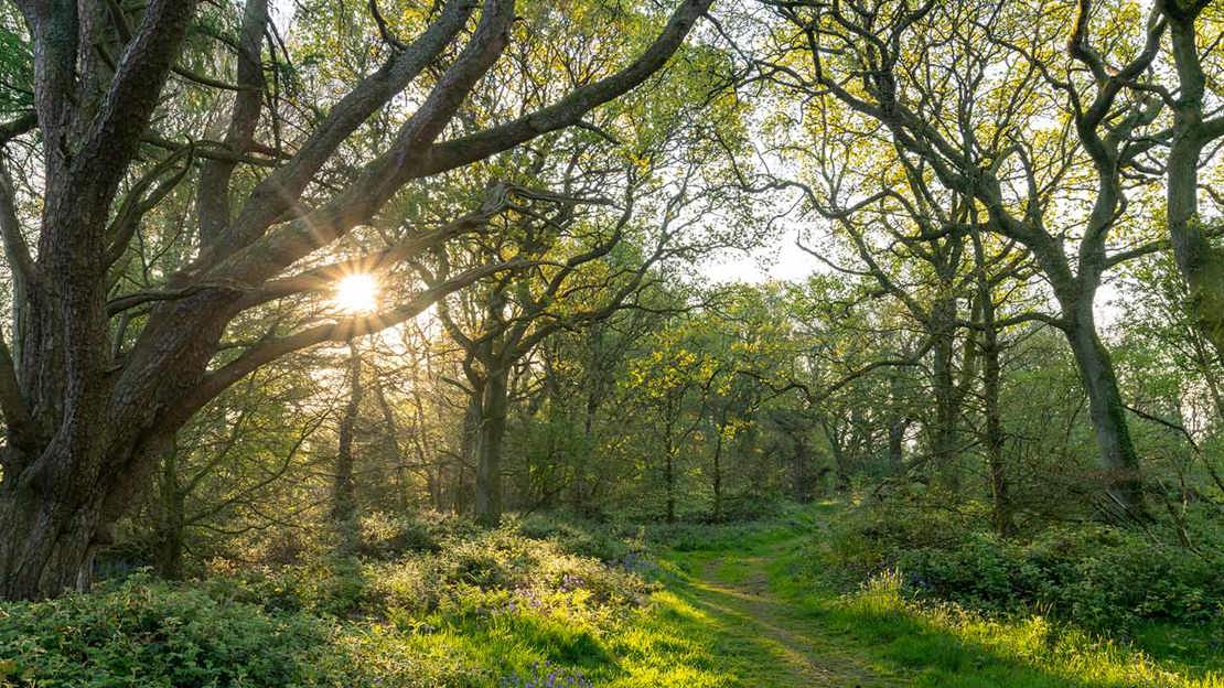 The sun flaring through the branches of trees at Duncliffe Wood