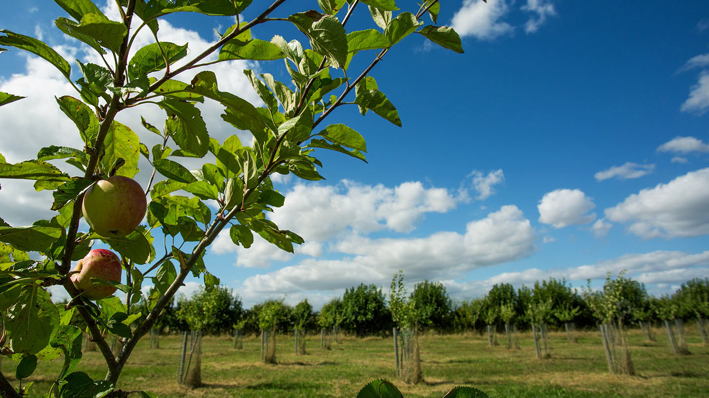 Orchards British Habitats Woodland Trust