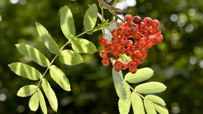 Rowan leaves and red berries