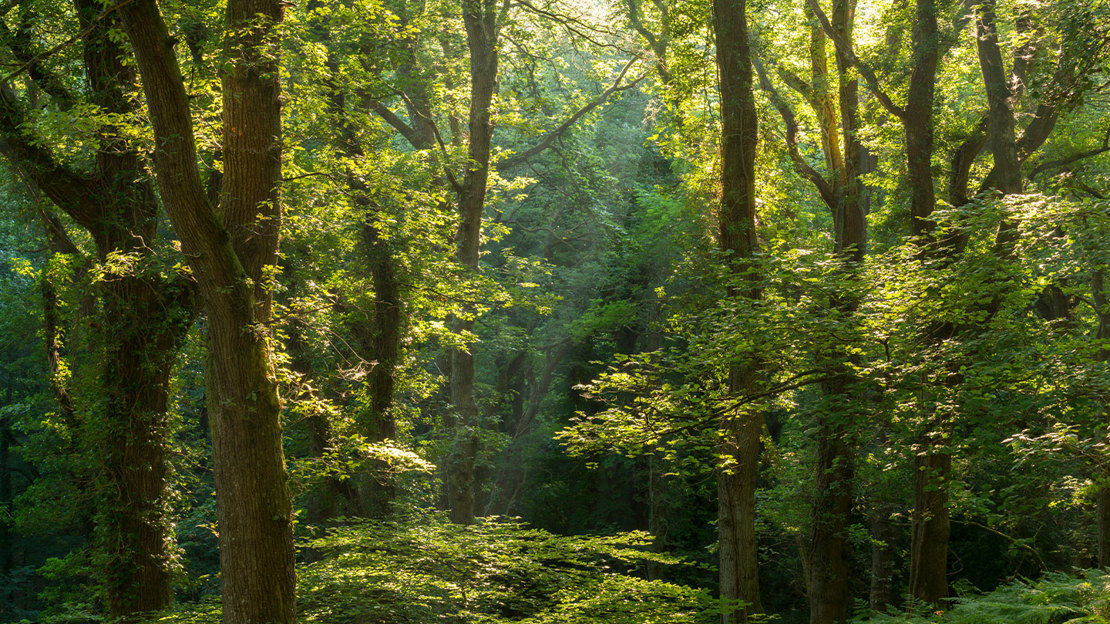 Sunlight pouring through canopy at Fingle Woods, summer