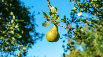 A pear growing on a pear tree against a bright blue sky at Cefn Ila