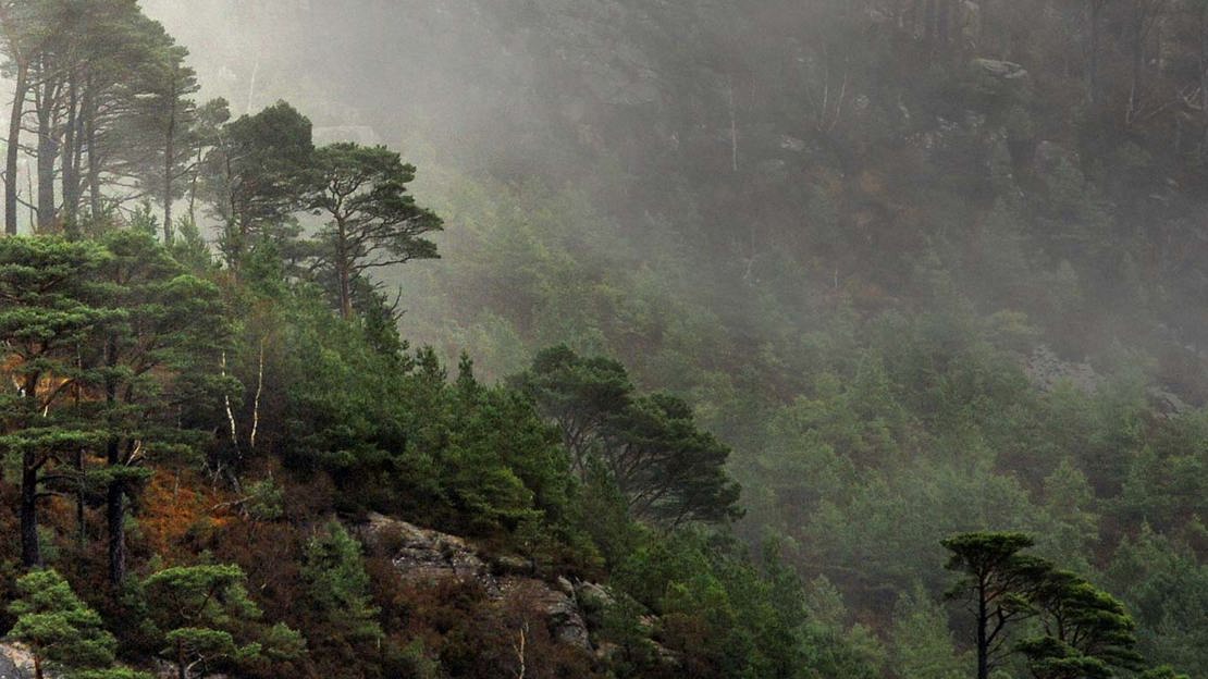 Misty mountainside, Scots Pine, Ben Shieldaig Misty mountainside, Scots Pine, Ben Shieldaig