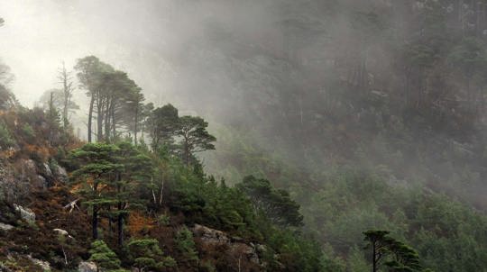 Misty mountainside, Scots Pine, Ben Shieldaig