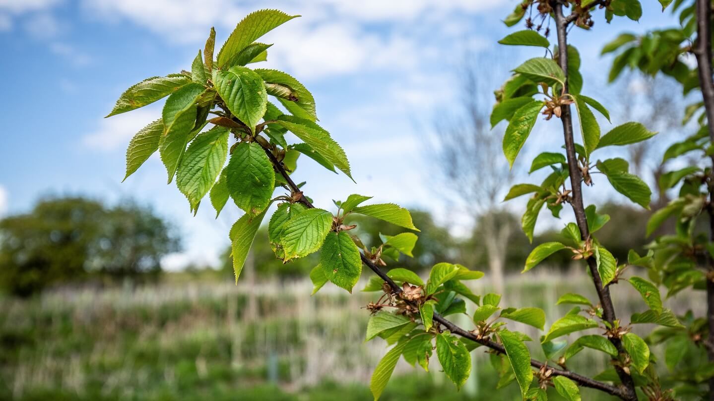 Farm diversification ideas, grants & examples Woodland Trust