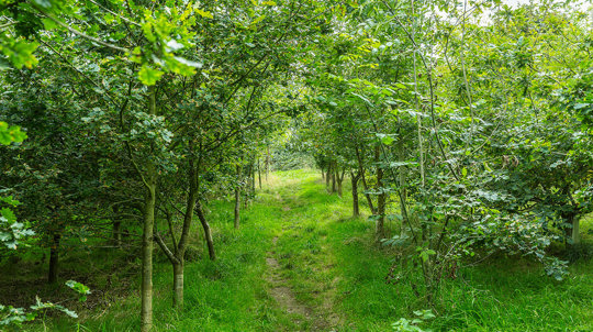 Saplings in new native woodland growing Gorsefield Wood