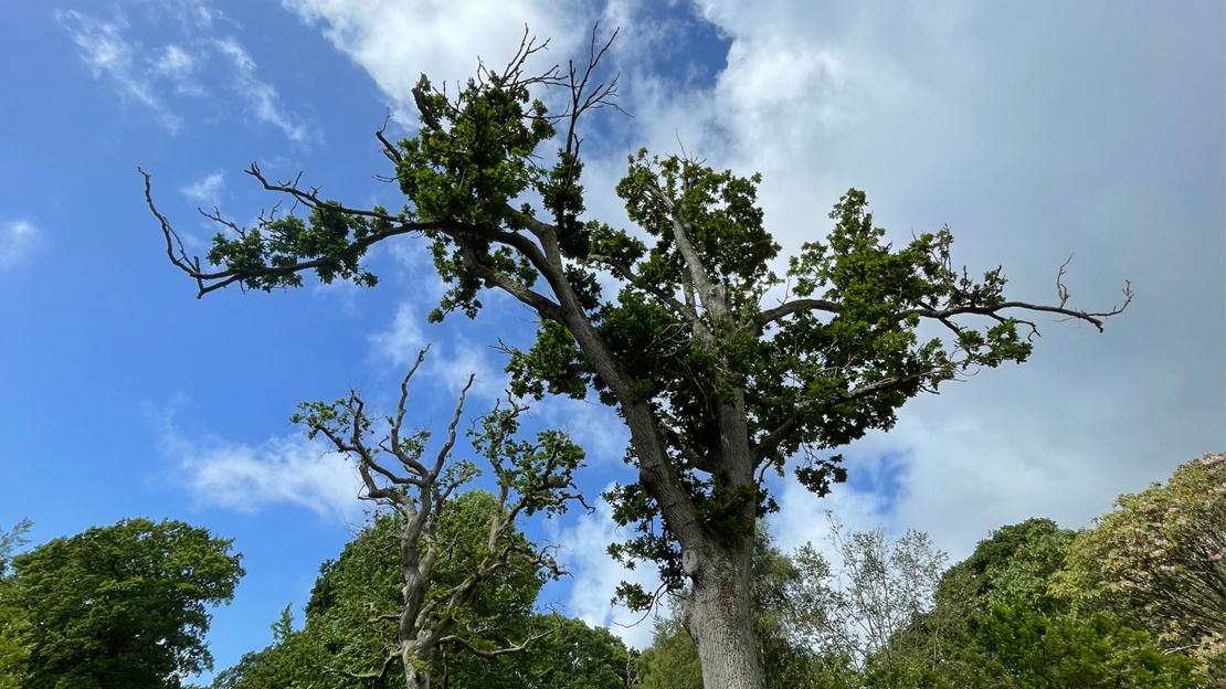 Acute Oak Decline - Tree Diseases - Woodland Trust