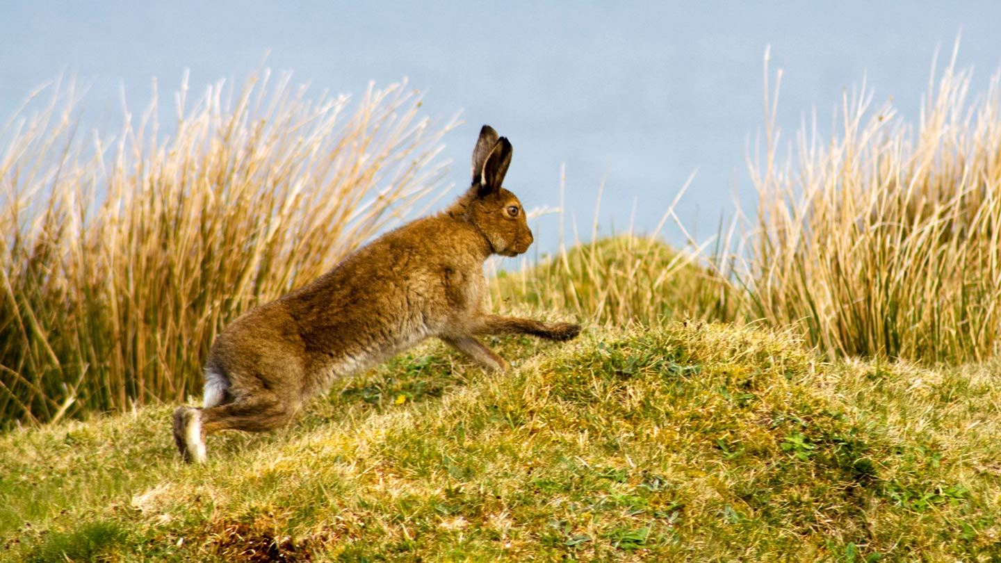Why Do Hares Box? And Other Hare Facts Woodland Trust