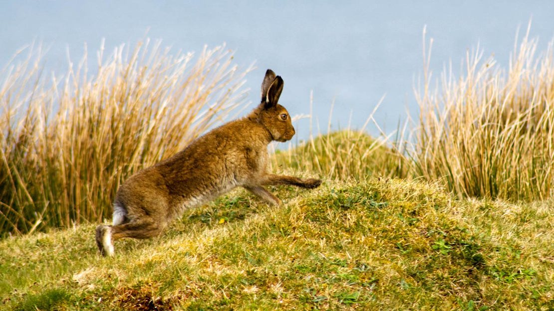 Irish hare running on cliff top overlooking the sea