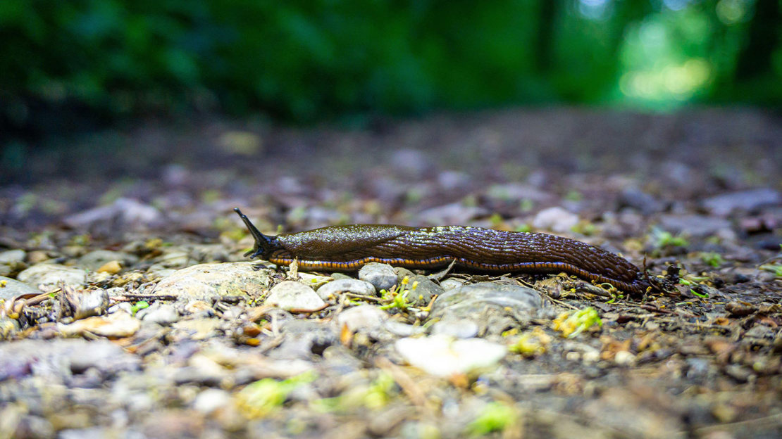 Ash-black slug crawling across forest floor