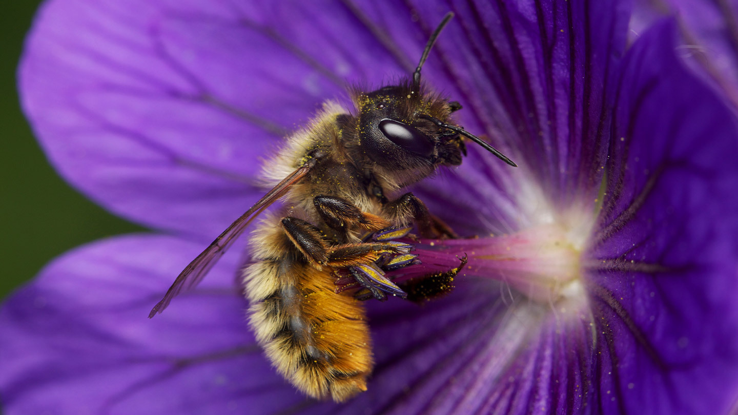 Why Are Bees Important? - The Woodland Trust - Woodland Trust