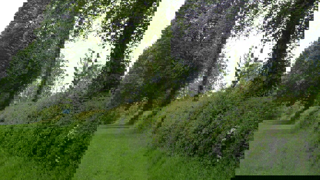 A thick hedge of mixed species dotted with tall trees alongside a green field