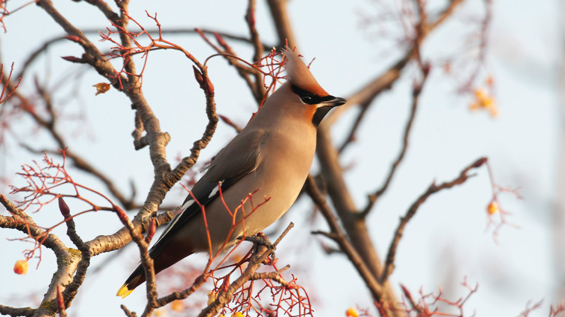 Waxwing perched on a branch