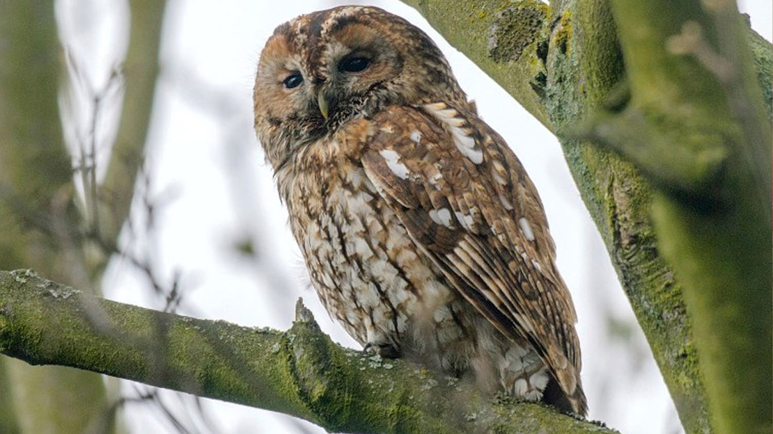 Tawny owl