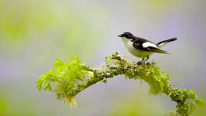 Pied flycatcher perched on a twig with bluebells in the background