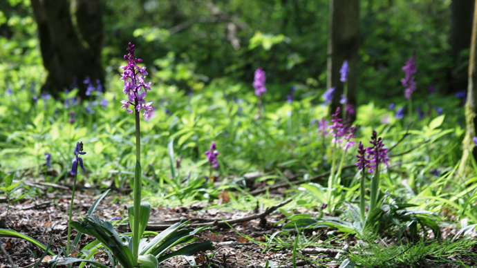 Early purple orchids growing in ancient wood