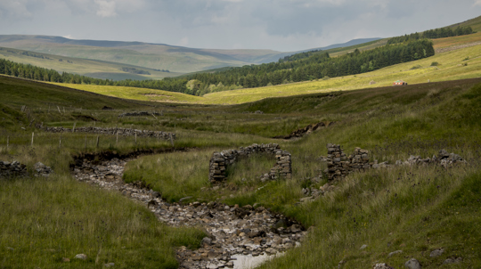 Snaizeholme is criss-crossed with old dry stone walls, perfect for harbouring small mammals and common lizards.