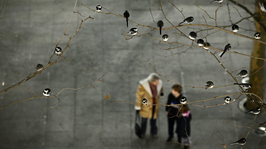 Pied wagtails roosting on urban tree branches as people stand underneath