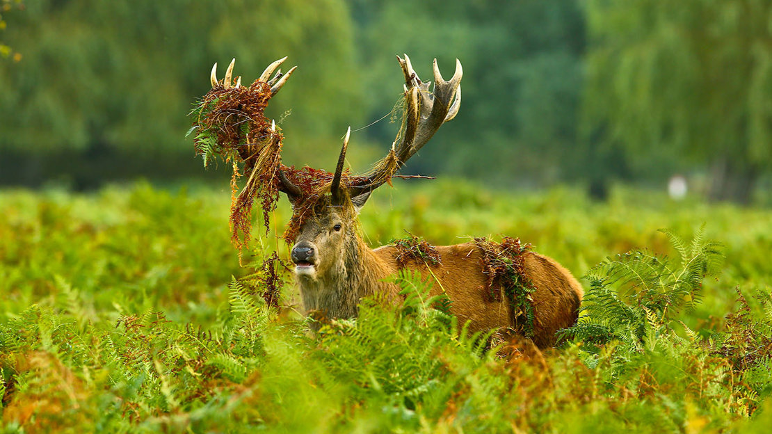 Red deer stag with bracken tangled in antlers in tall ferns