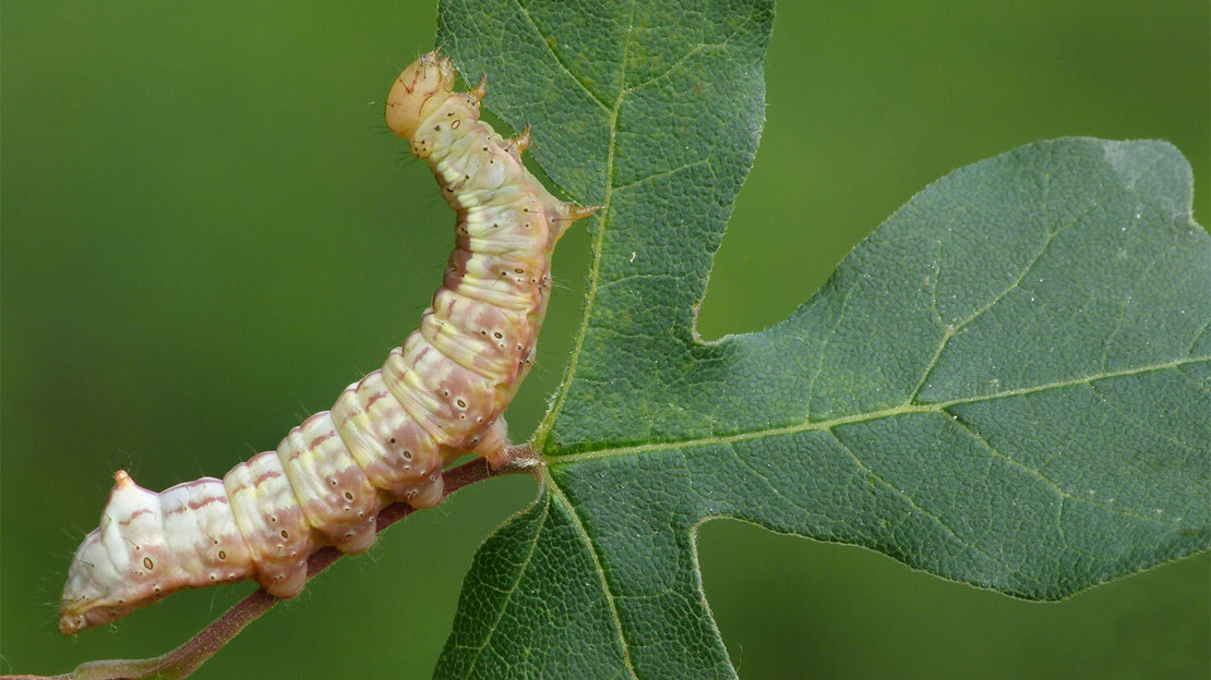 Close up of a brown caterpillar walking on the edge of a green field maple leaf