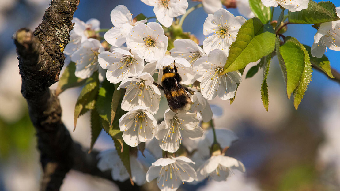 Close up of a bumblebee on white cherry blossom flowers