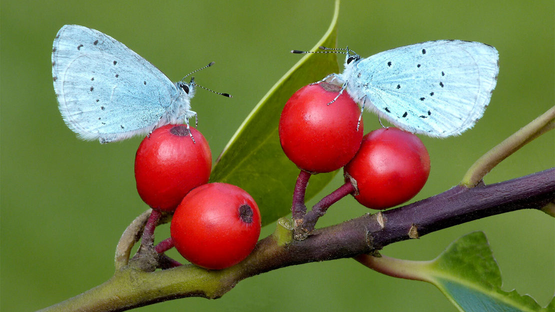 Close up of two holly blue butterflies resting on red holly berries