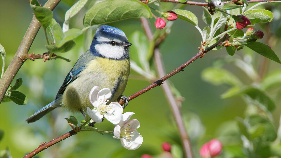 Close up of blue tit perched on crab apple branch with white blossom