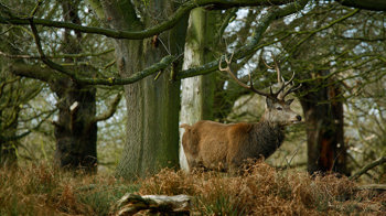 A red deer stag in autumn woodland at Richmond Park A red deer stag in autumn woodland at Richmond Park