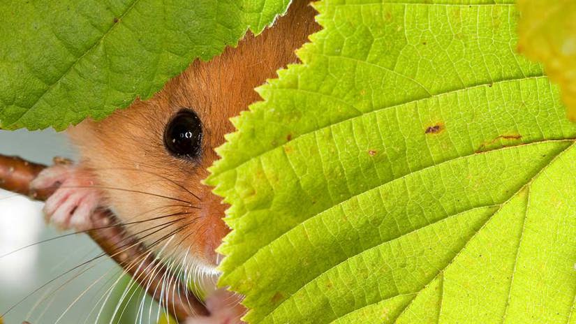 Umbraco.Cms.Infrastructure.PublishedCache.Property