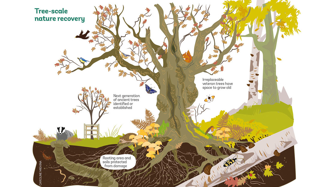 An illustration of a tree with a cross-section of roots underground, and text explaining how we can keep trees healthy