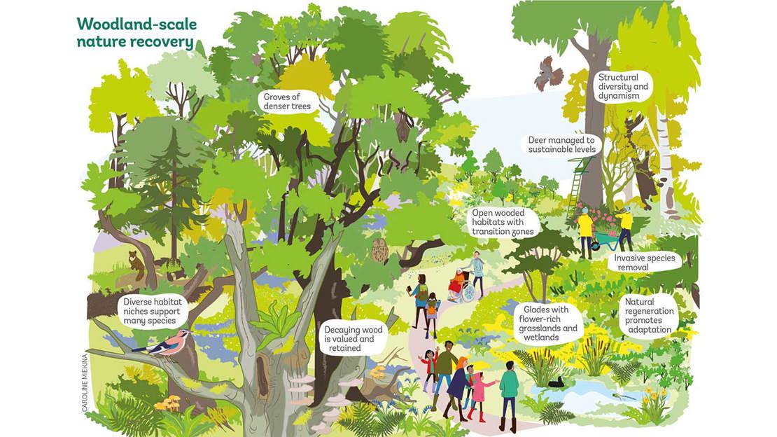 An illustration of people walking through a woodland, with text that explains how we can create healthy woods.