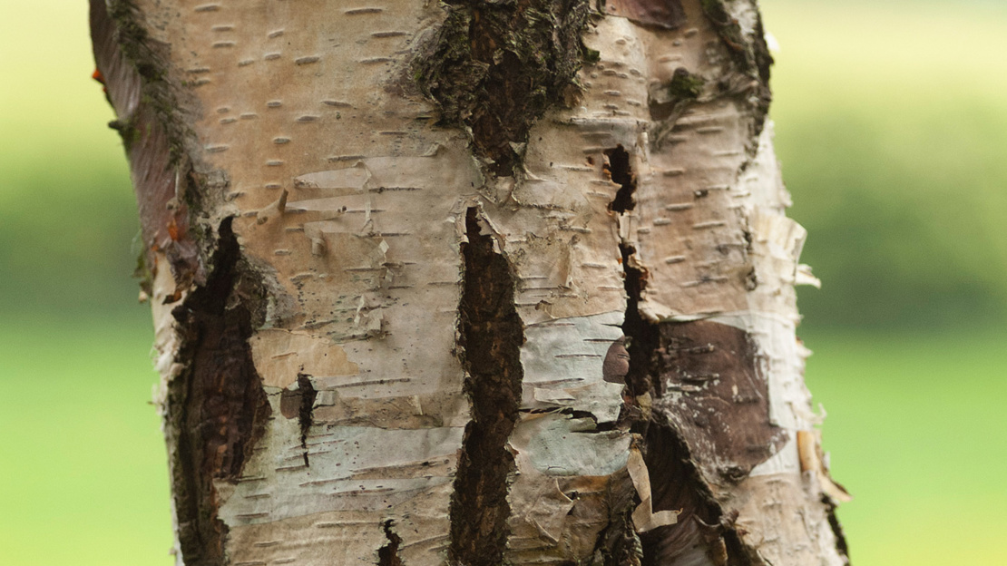 Close-up of silver birch bark