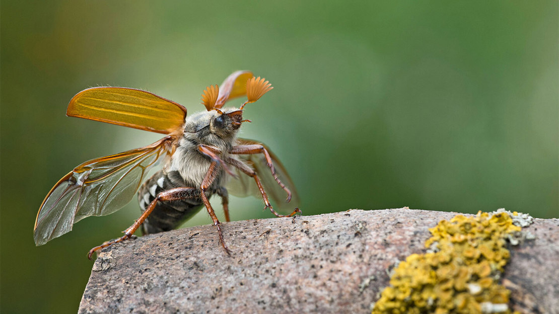 Cockchafer beetle taking flight from a rock with hindwings and forewings extended