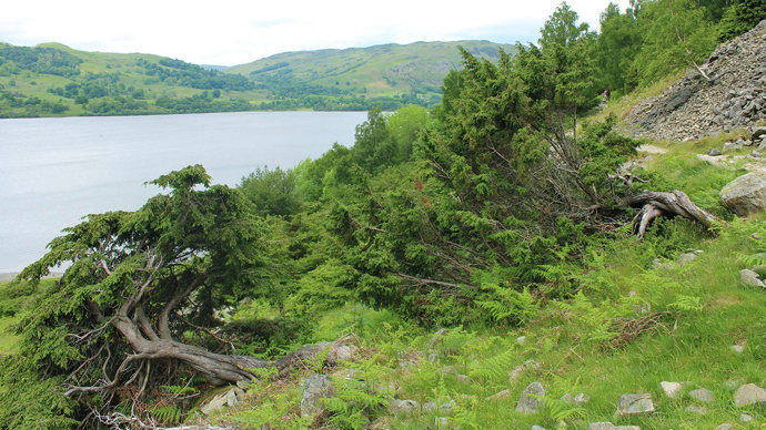Juniper scrub in open woodland on a hillside next to Ullswater
