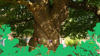 Ancient tree trunk tied with colourful bunting