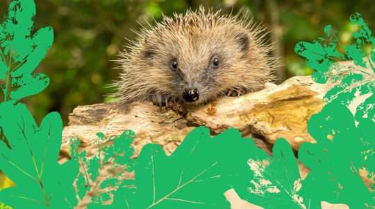 Hedgehog sat on log