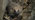 Close up of a hedgehog among brown fallen leaves
