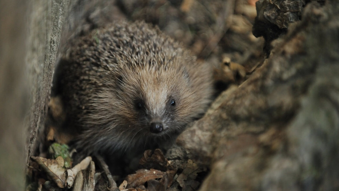 Close up of a hedgehog among brown fallen leaves